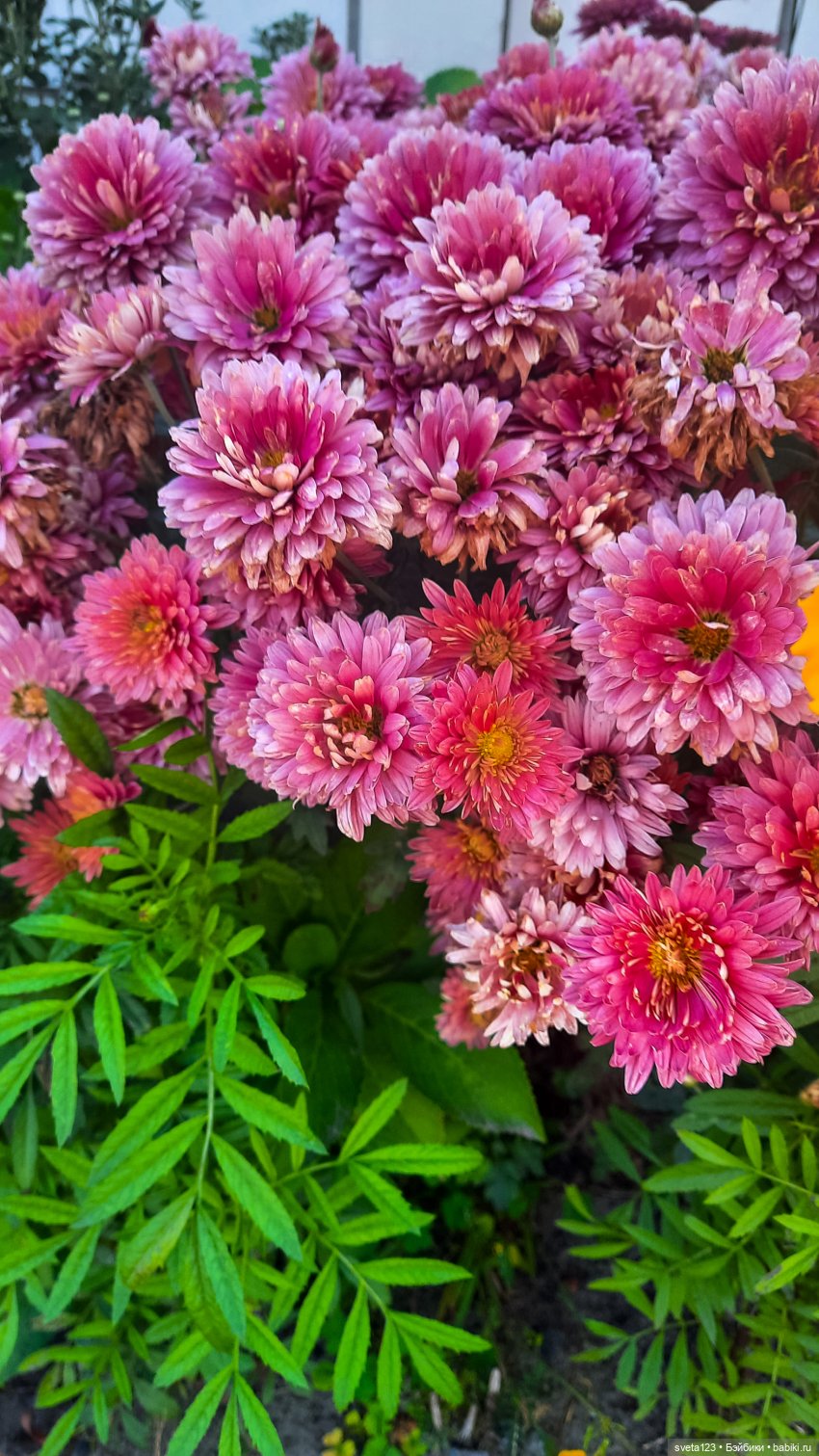 Эльфы в осеннем лесу 🍁🍄🦋 — Куклы Gotz