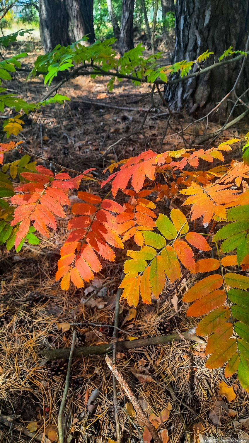 Эльфы в осеннем лесу 🍁🍄🦋 — Куклы Gotz (фото 10)