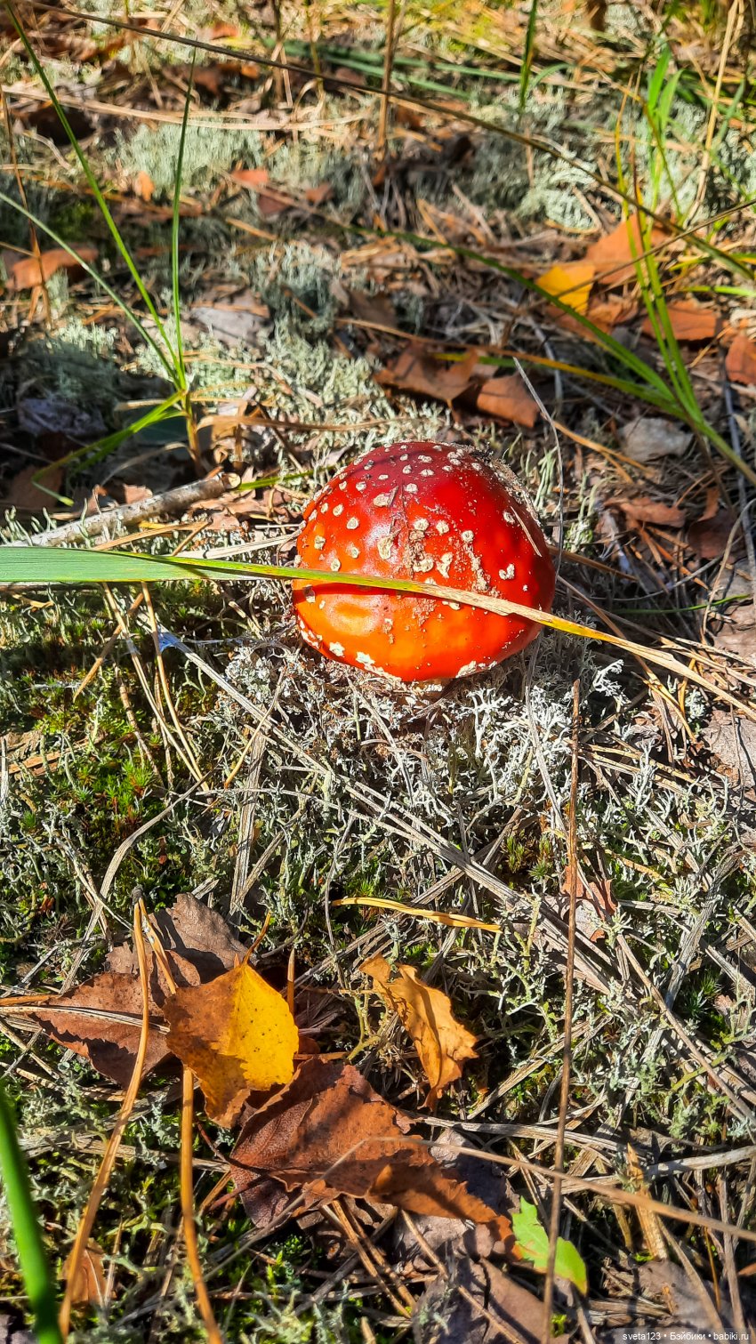 Эльфы в осеннем лесу 🍁🍄🦋 — Куклы Gotz (фото 7)