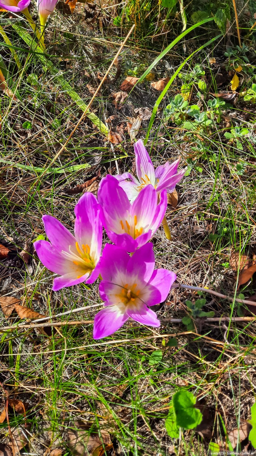Эльфы в осеннем лесу 🍁🍄🦋 — Куклы Gotz (фото 5)