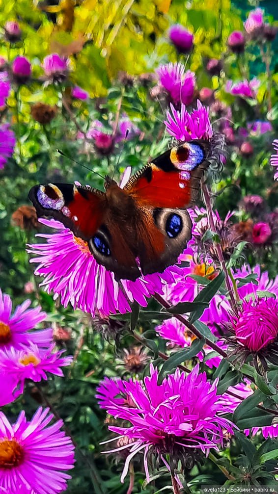 Эльфы в осеннем лесу 🍁🍄🦋 — Куклы Gotz