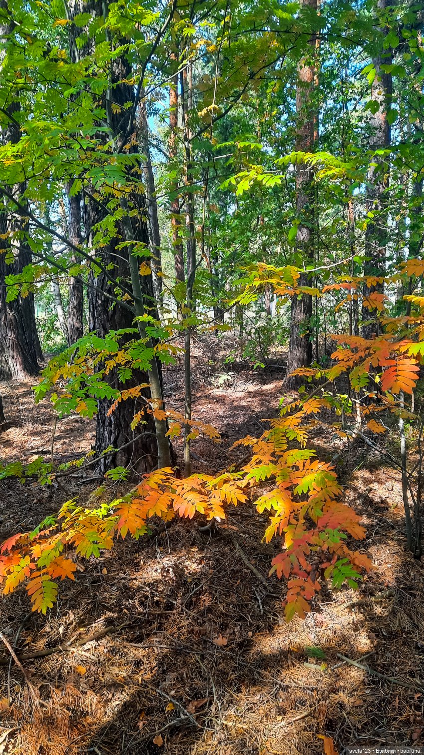 Эльфы в осеннем лесу 🍁🍄🦋 — Куклы Gotz