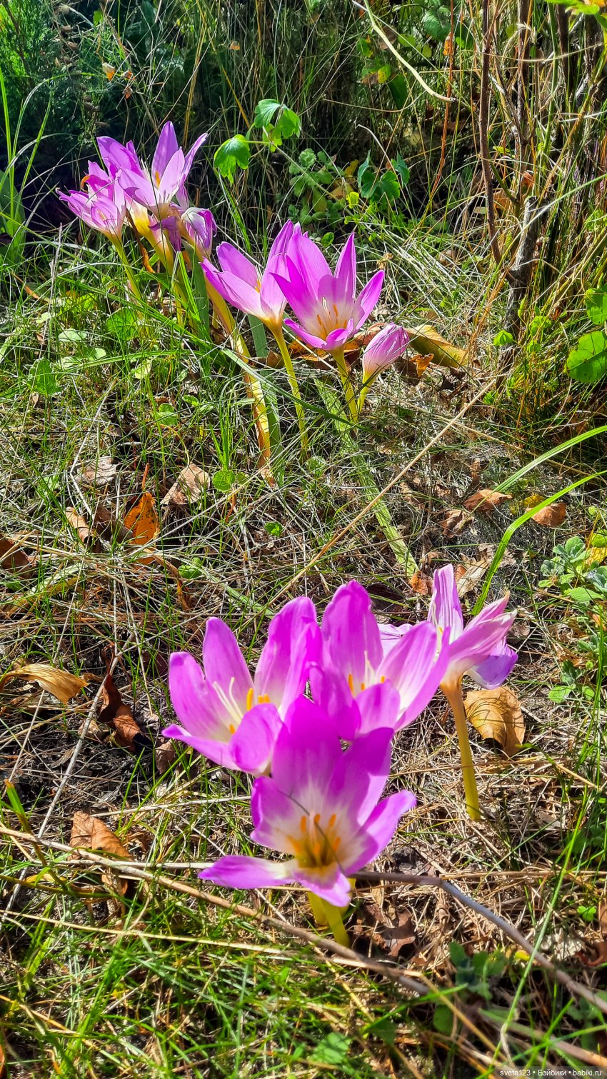 Эльфы в осеннем лесу 🍁🍄🦋 — Куклы Gotz (фото 6)
