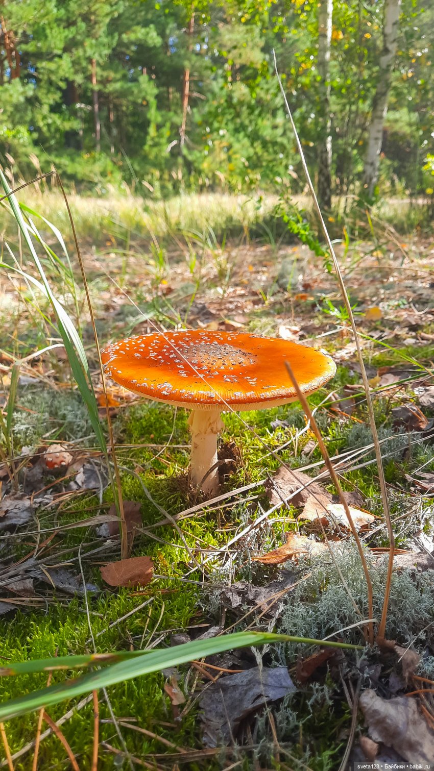 Эльфы в осеннем лесу 🍁🍄🦋 — Куклы Gotz (фото 8)
