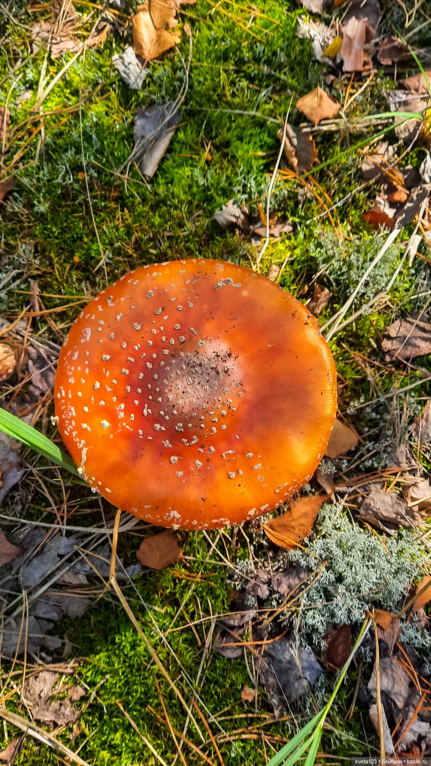 Эльфы в осеннем лесу 🍁🍄🦋 — Куклы Gotz (фото 9)