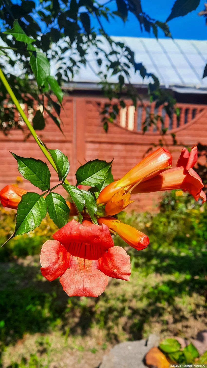 Эльфы в осеннем лесу 🍁🍄🦋 — Куклы Gotz