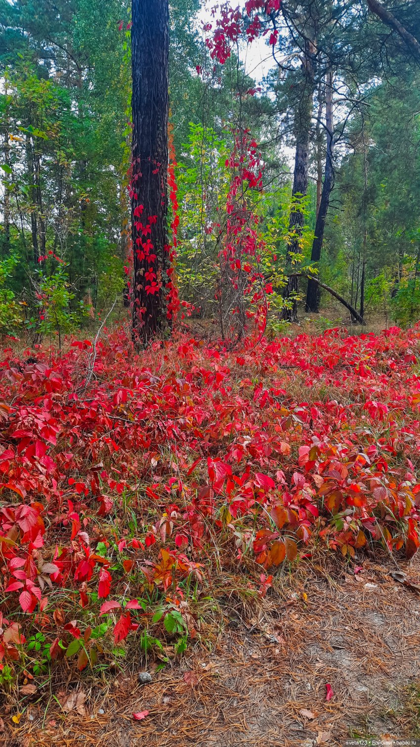 Тролли из волшебного леса 🍁🍂🍄🦋🍁