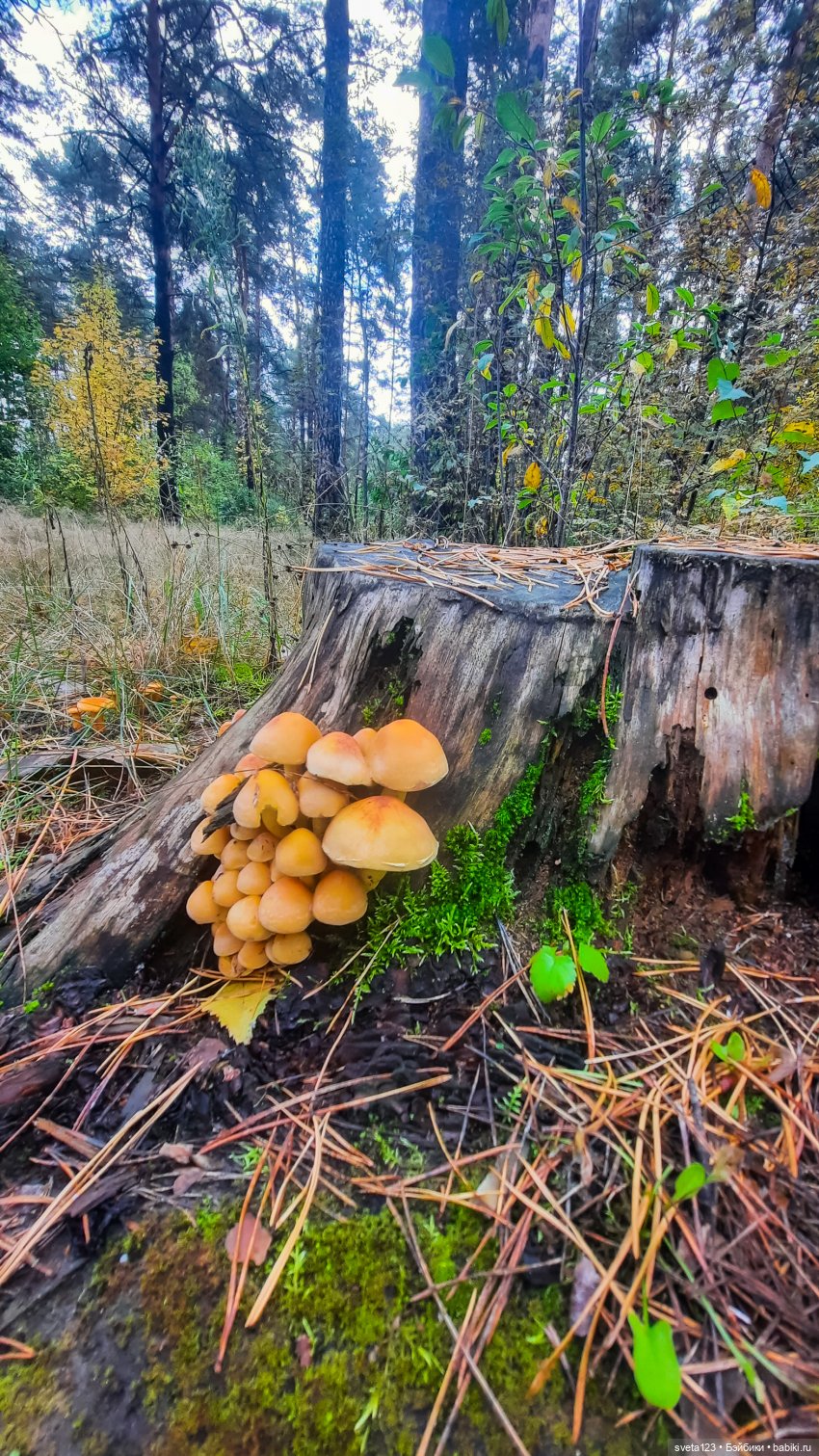 Тролли из волшебного леса 🍁🍂🍄🦋🍁