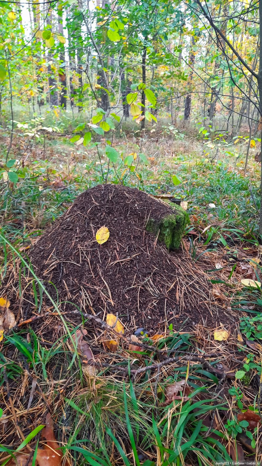 Тролли из волшебного леса 🍁🍂🍄🦋🍁