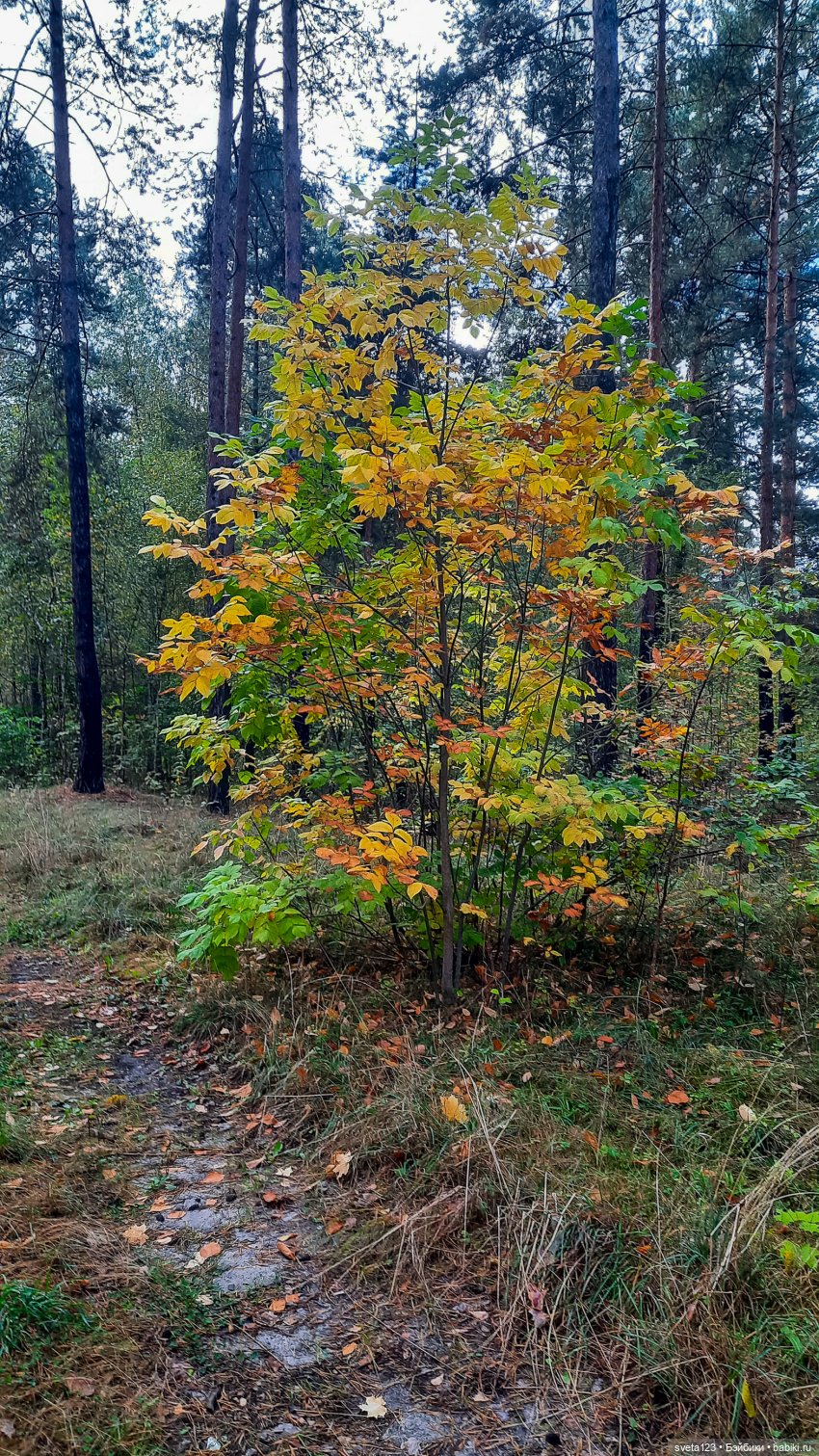 Тролли из волшебного леса 🍁🍂🍄🦋🍁