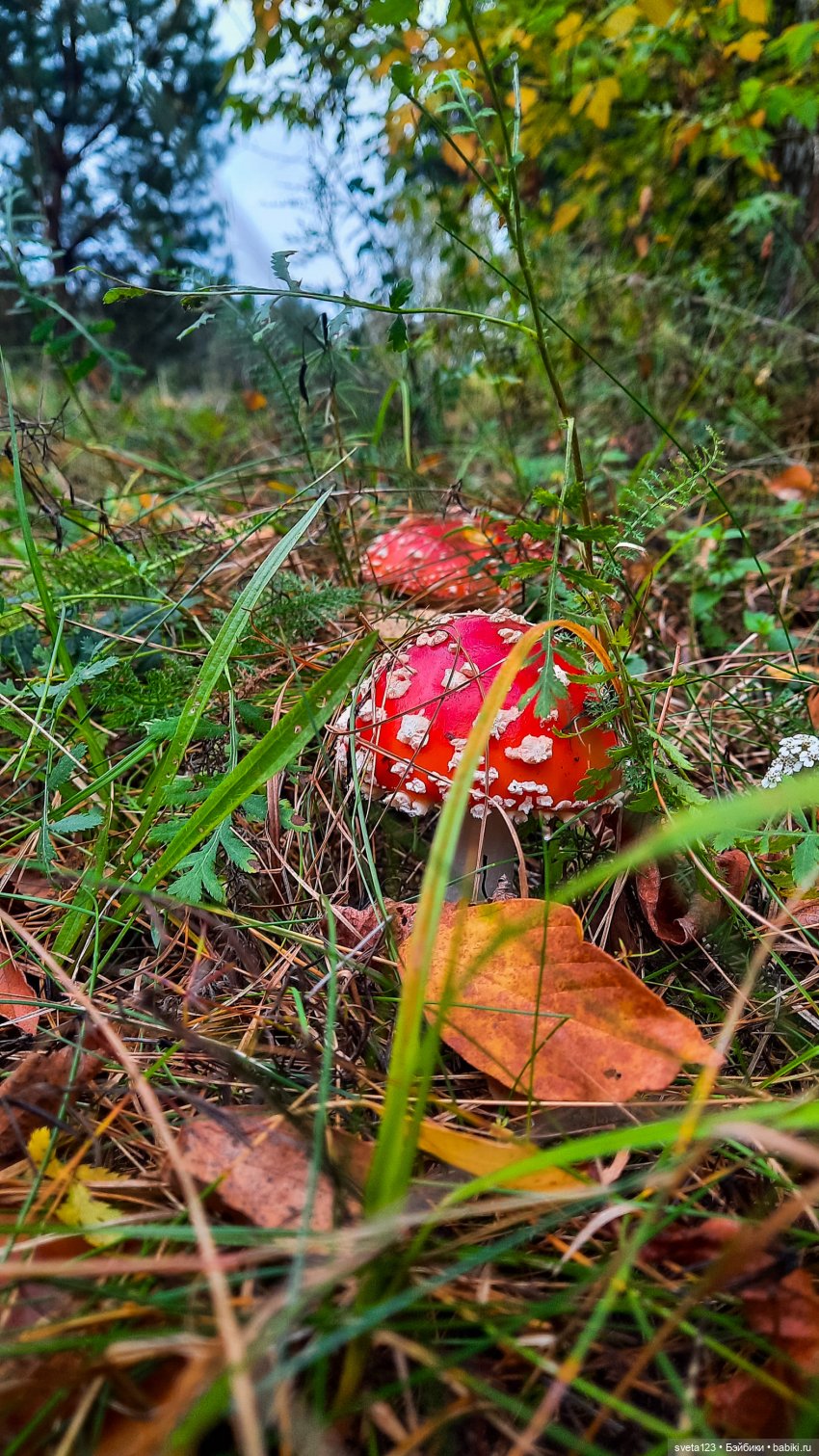 Тролли из волшебного леса 🍁🍂🍄🦋🍁 (фото 2)