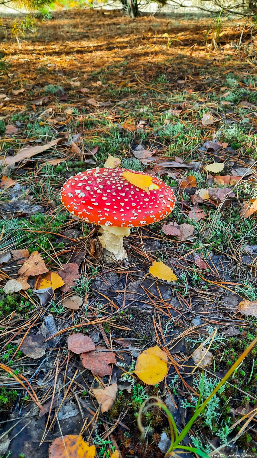Тролли из волшебного леса 🍁🍂🍄🦋🍁 (фото 4)