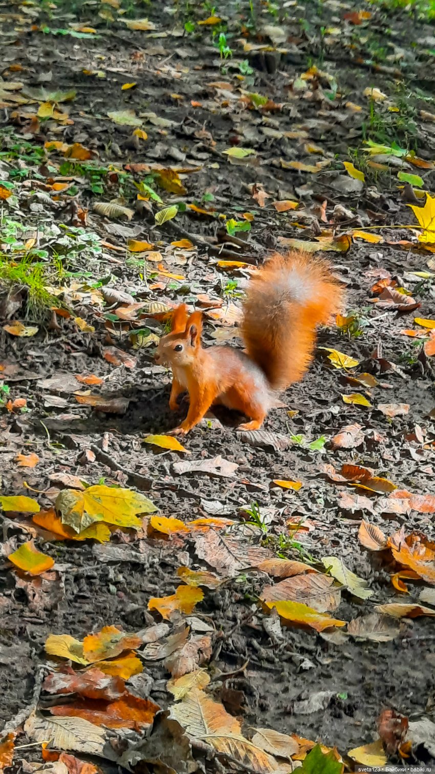Марианна в парке с белочками 🐿️ 🐿️🐿️