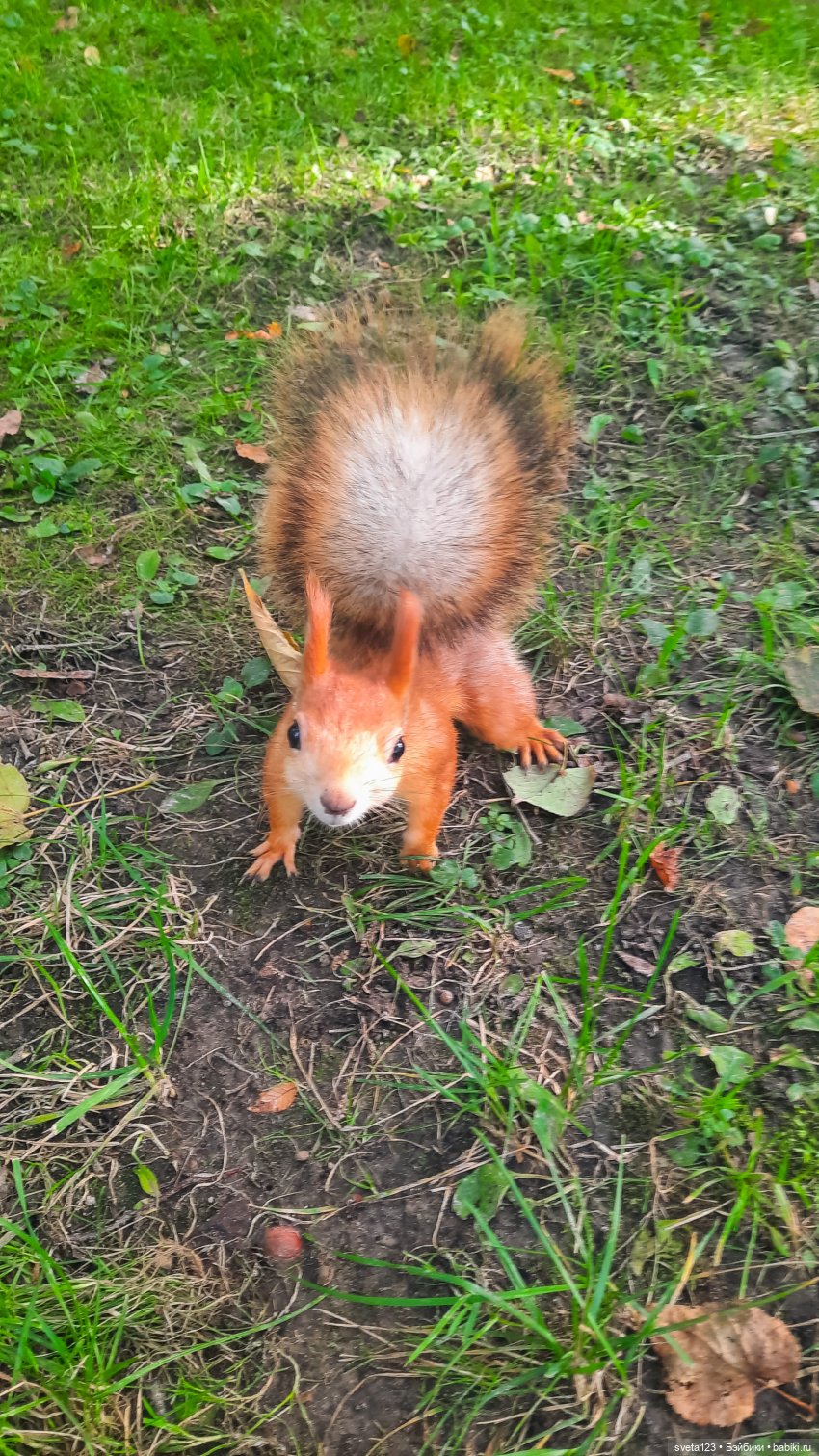 Марианна в парке с белочками 🐿️ 🐿️🐿️