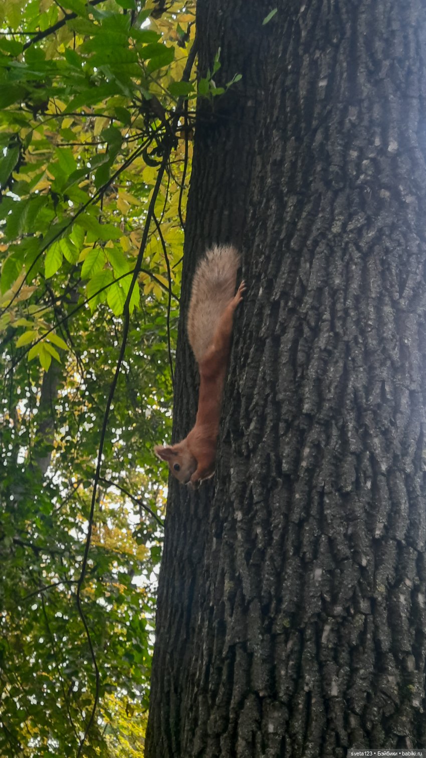 Марианна в парке с белочками 🐿️ 🐿️🐿️
