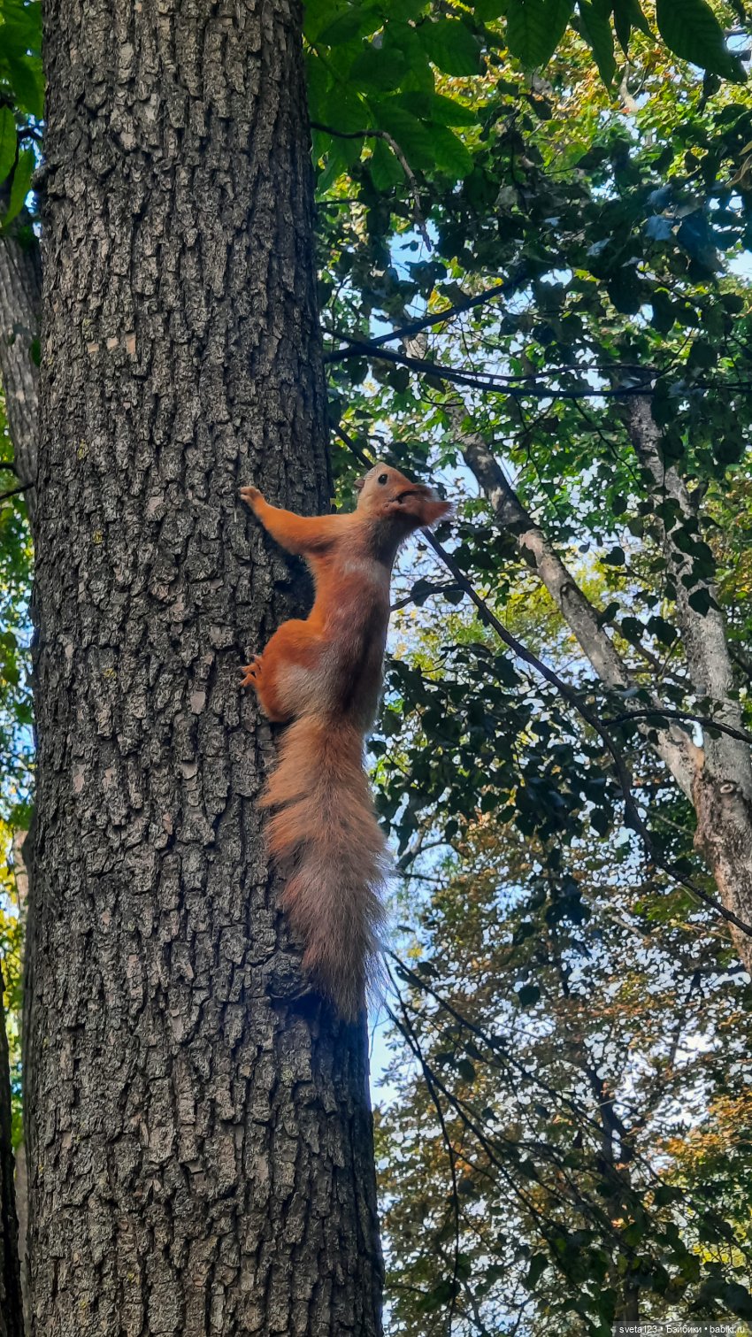 Марианна в парке с белочками 🐿️ 🐿️🐿️