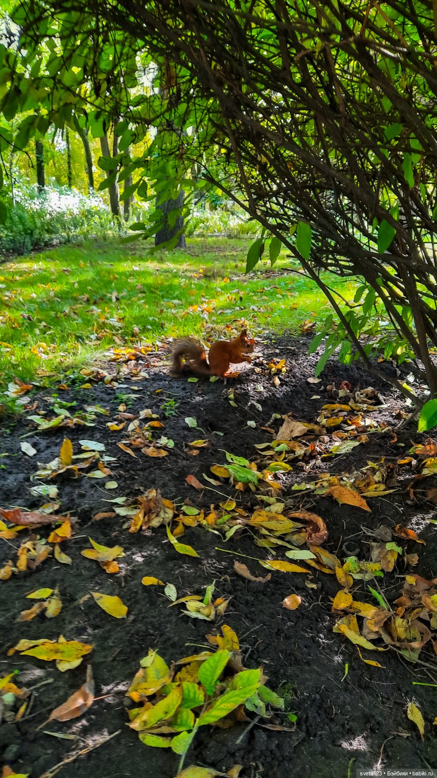Марианна в парке с белочками 🐿️ 🐿️🐿️