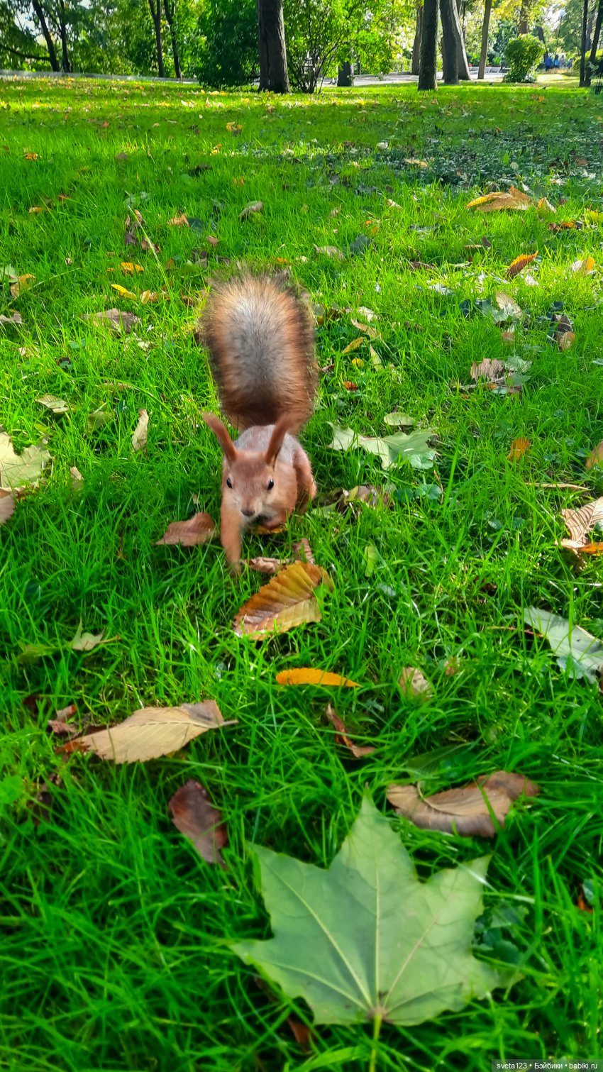 Марианна в парке с белочками 🐿️ 🐿️🐿️