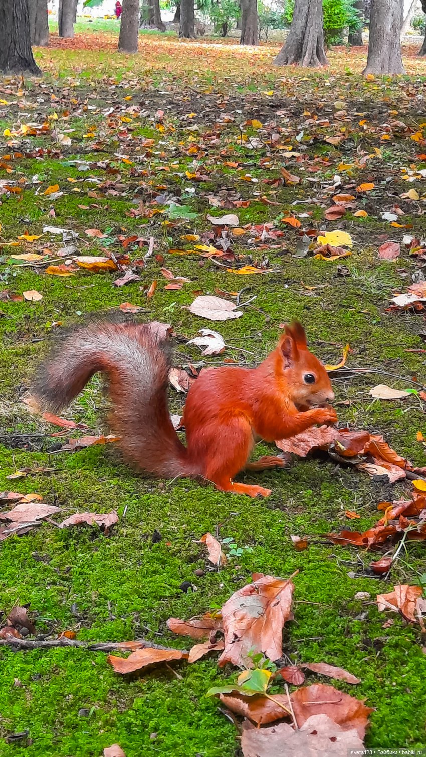 Марианна в парке с белочками 🐿️ 🐿️🐿️ (фото 6)