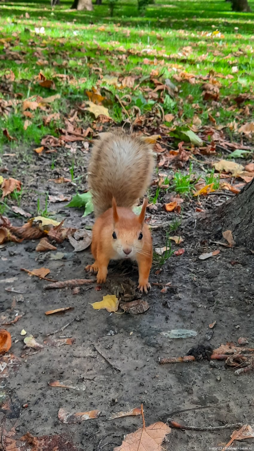 Марианна в парке с белочками 🐿️ 🐿️🐿️