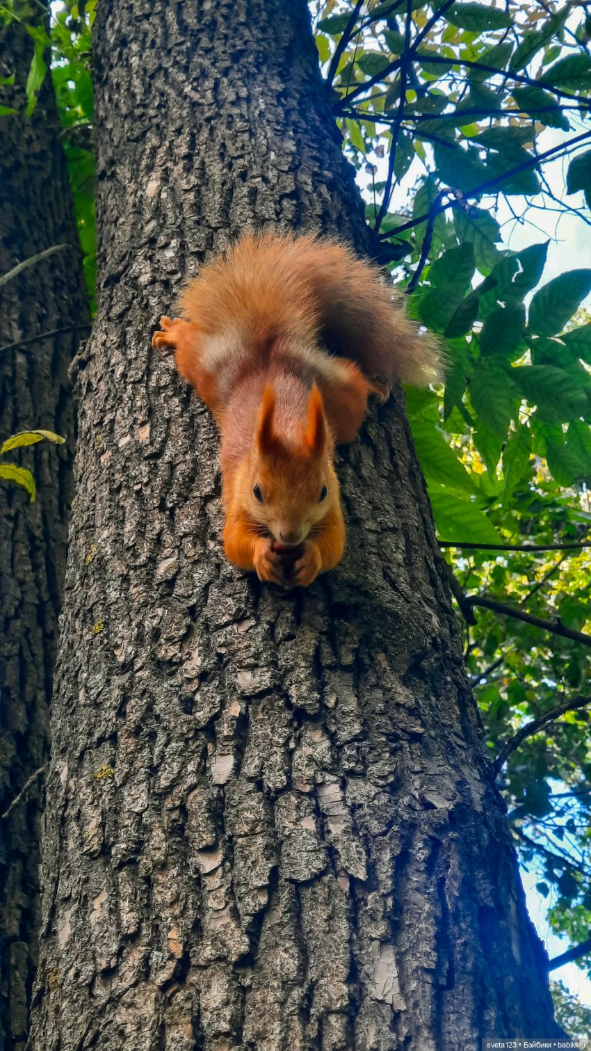 Марианна в парке с белочками 🐿️ 🐿️🐿️