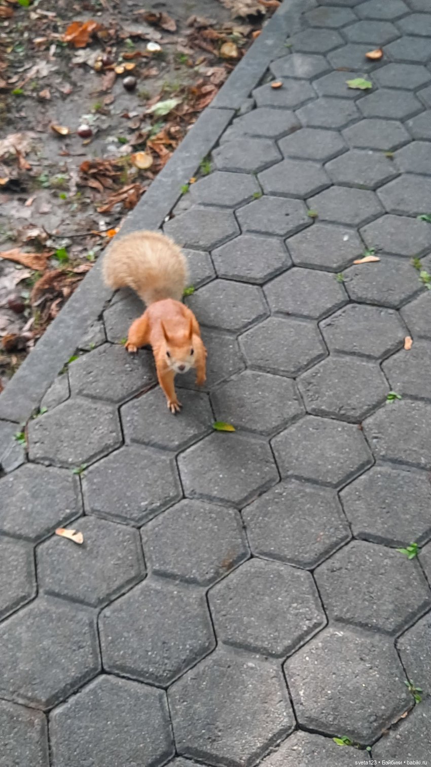 Марианна в парке с белочками 🐿️ 🐿️🐿️