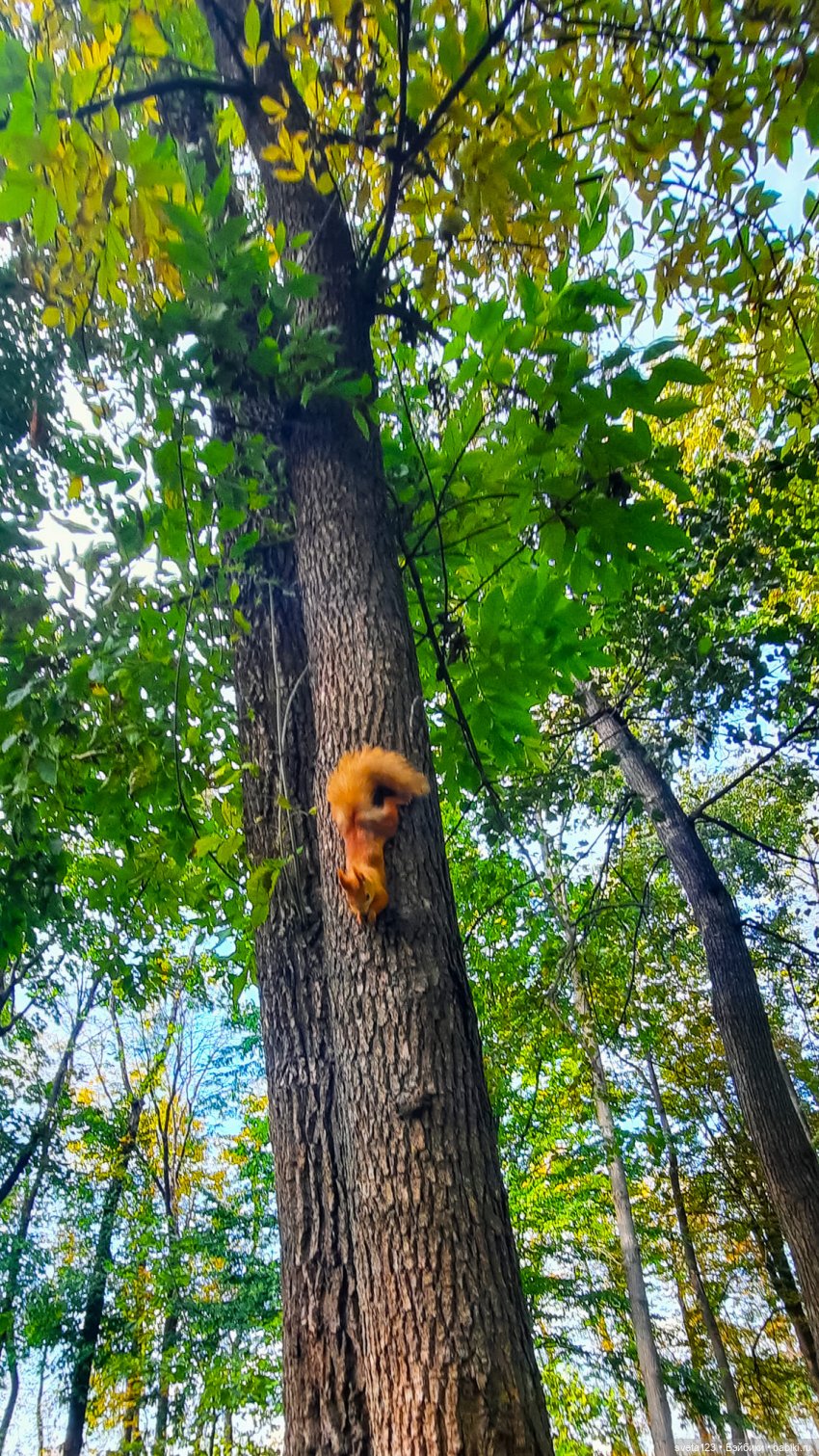 Марианна в парке с белочками 🐿️ 🐿️🐿️