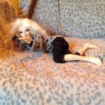 Как я попала в мир кукол. Кукла Fairyland, Хлоя