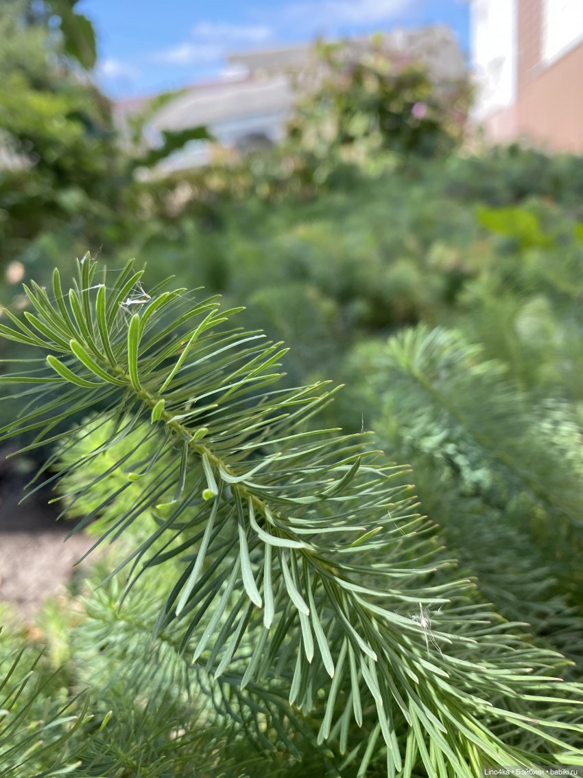 Осень 2025 — Авторские куклы BJD (БЖД) у нас дома: фото