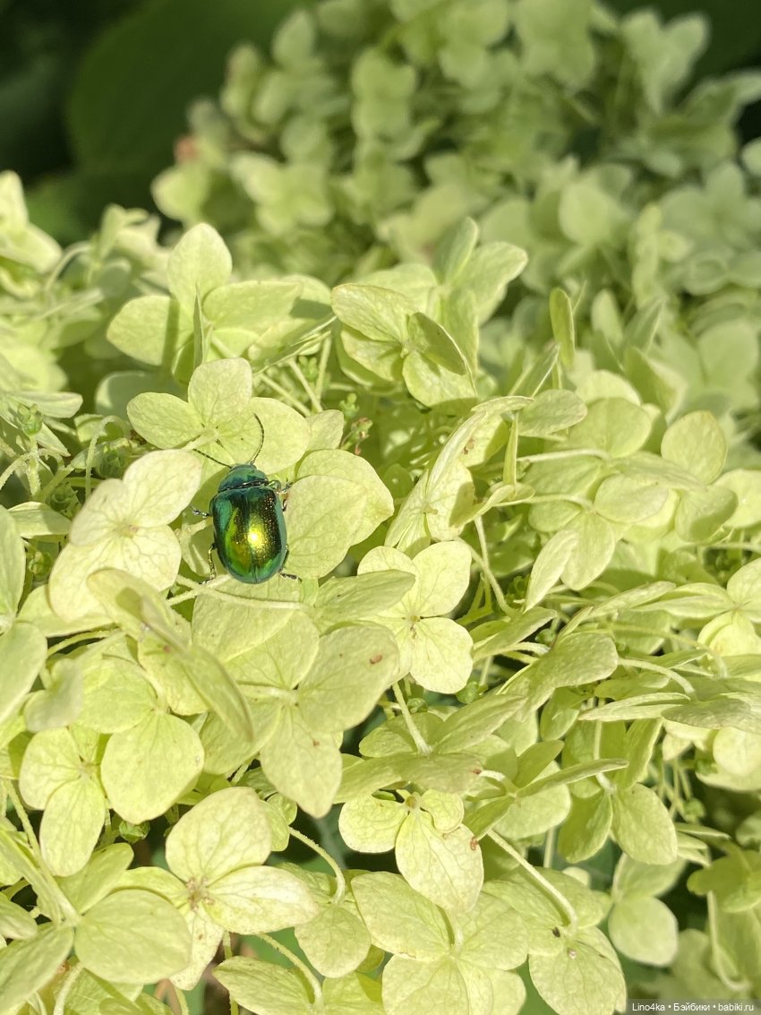 Осень 2025 — Авторские куклы BJD (БЖД) у нас дома: фото