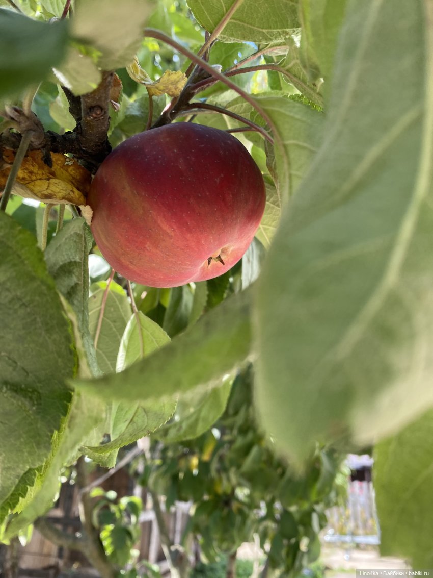 Осень 2025 — Авторские куклы BJD (БЖД) у нас дома: фото