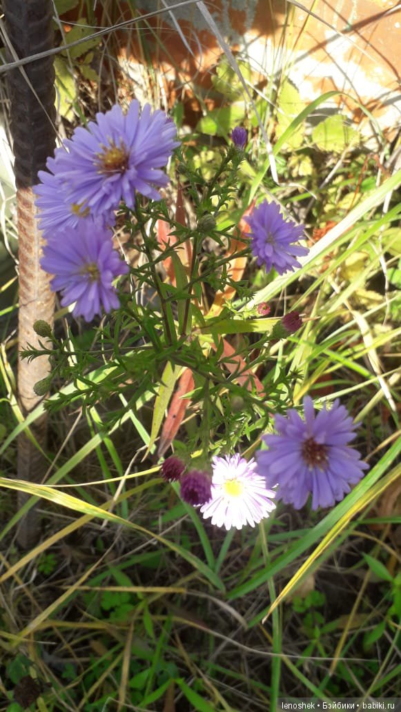 Золотая осень дарит тёплые деньки