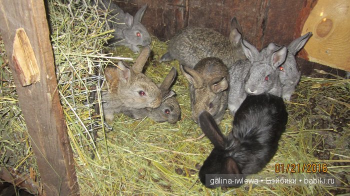 Мамина помошница — Куклы Реборн (Reborn): домашние фото