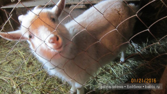 Мамина помошница — Куклы Реборн (Reborn): домашние фото