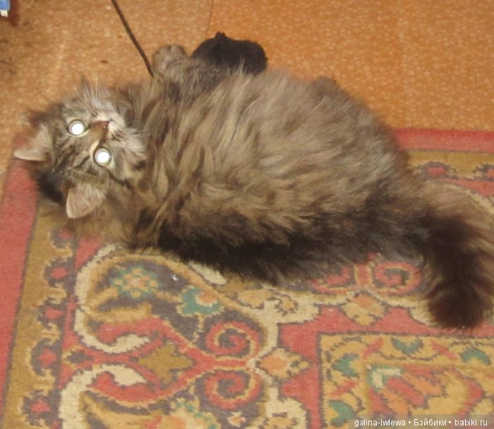 Подарок нашим питомцам | Бэйбики Подарок нашим питомцам — Болталка и разговоры обо всем: жизнь (фото 8)