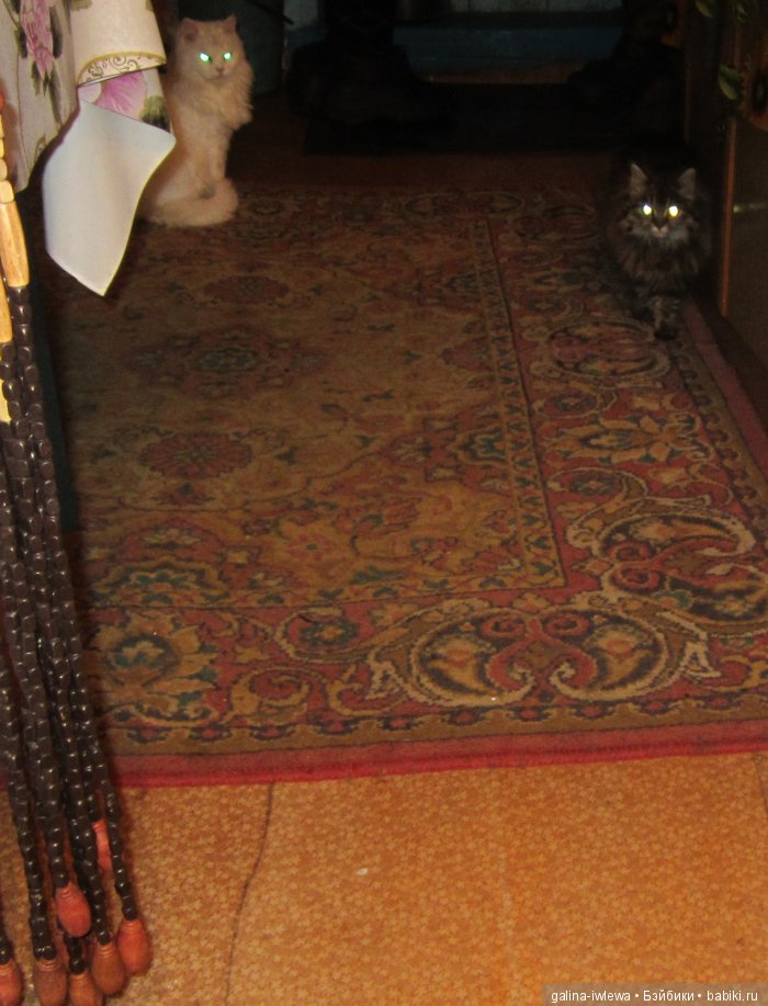 Подарок нашим питомцам | Бэйбики Подарок нашим питомцам — Болталка и разговоры обо всем: жизнь