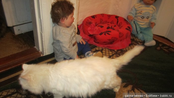 Подарок нашим питомцам | Бэйбики Подарок нашим питомцам — Болталка и разговоры обо всем: жизнь