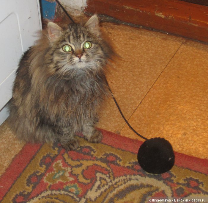 Подарок нашим питомцам | Бэйбики Подарок нашим питомцам — Болталка и разговоры обо всем: жизнь (фото 5)