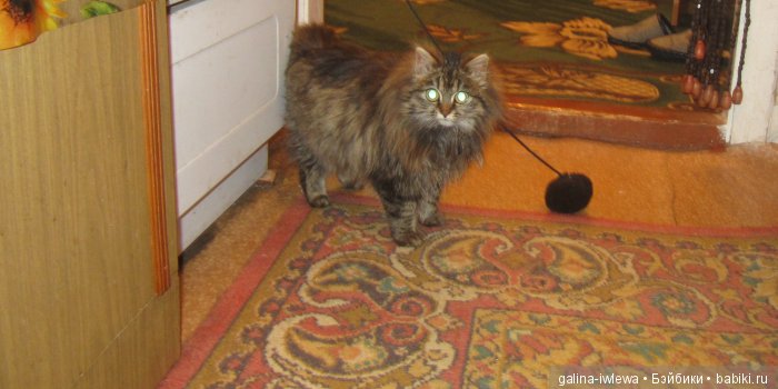 Подарок нашим питомцам | Бэйбики Подарок нашим питомцам — Болталка и разговоры обо всем: жизнь (фото 6)