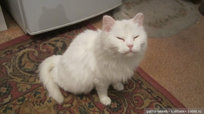 Подарок нашим питомцам | Бэйбики Подарок нашим питомцам — Болталка и разговоры обо всем: жизнь (фото 7)