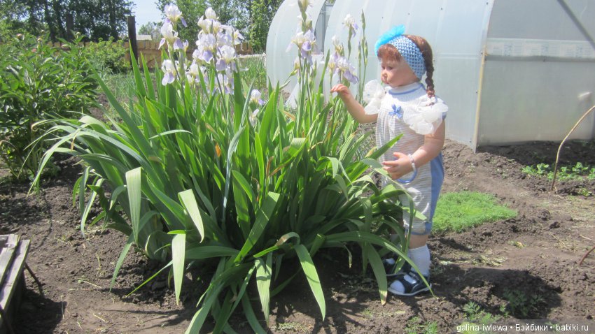 Цветы нашего лета — Болталка и разговоры обо всем: жизнь