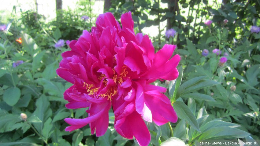 Цветы нашего лета — Болталка и разговоры обо всем: жизнь (фото 4)