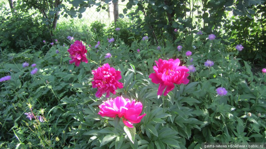 Цветы нашего лета — Болталка и разговоры обо всем: жизнь