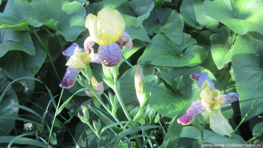 Цветы нашего лета — Болталка и разговоры обо всем: жизнь