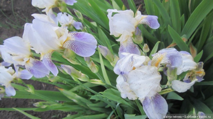 Цветы нашего лета — Болталка и разговоры обо всем: жизнь