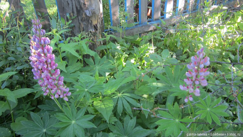 Цветы нашего лета — Болталка и разговоры обо всем: жизнь (фото 8)