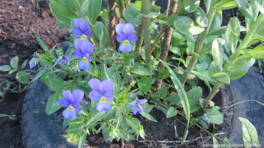 Цветы нашего лета — Болталка и разговоры обо всем: жизнь