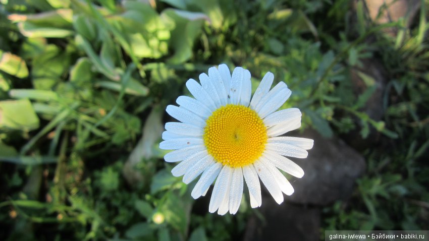 Цветы нашего лета — Болталка и разговоры обо всем: жизнь