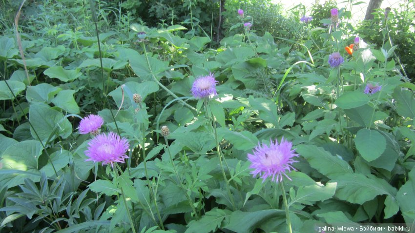 Цветы нашего лета — Болталка и разговоры обо всем: жизнь (фото 5)