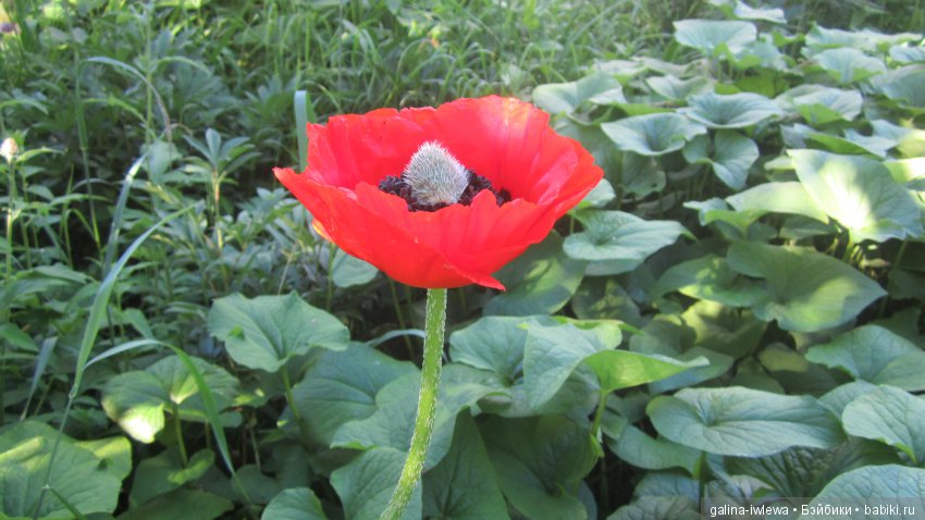 Цветы нашего лета — Болталка и разговоры обо всем: жизнь (фото 9)